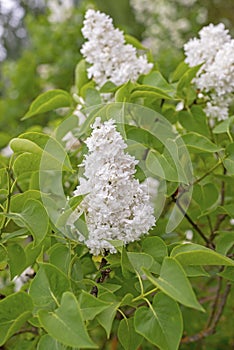 Beautiful white lilac flowers with green leaves.