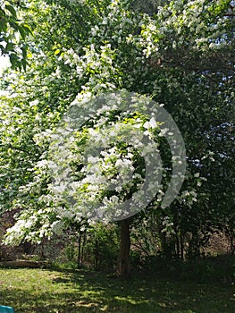 Beautiful white lilas in spring