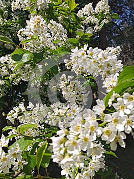 Beautiful white lilas in spring