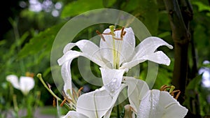 Beautiful white lilies on blurred background, closeup