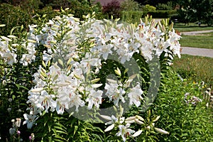 Beautiful white lilies flowers in garden