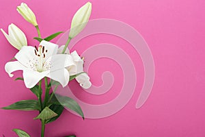 Beautiful white lilies with green leaves and buds on pink background.