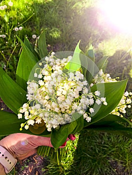 Beautiful white lilies of the valley in hand in the green spring sunny forest day. Spring, april, may, nature