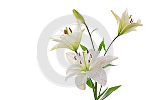Beautiful white lilies, on white photo