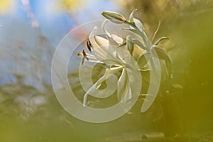 A beautiful white lily blooming