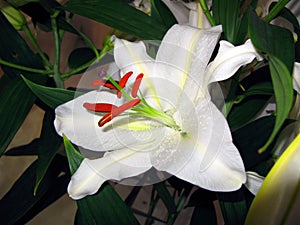 Beautiful white lily flower with burgundy stamens close-up.