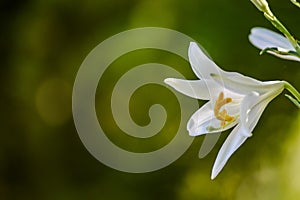 Beautiful white lily flower close up with copy space