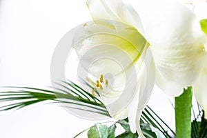 Beautiful white lily flower decorated with exotic green leaves. Pistil and stamens covered with pollen. ÃÂ¡lose-up photo