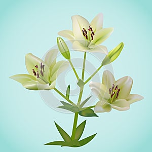 Beautiful white lily flowers