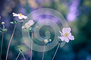 Bellissimo bianco giglio fiori sul morbido blu sfocato cielo blu naturale Caldo colori 