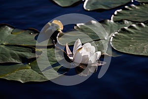 Beautiful white Lily on a lake in the moonlight
