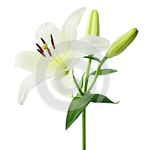 Beautiful white Lily Lilium, Liliaceae with buds isolated on white background, including clipping path. photo