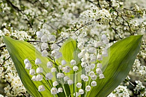 beautiful white lily of the valley flowers. Spring bouquet of lilies of the valley