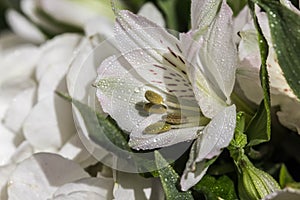 Beautiful white Lily with variegated petals and yellow core with drops of clear water close-up. Beautiful white flower