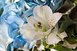 Beautiful white Lily with variegated petals and yellow core with drops of clear water close-up. Beautiful white flower on blue photo