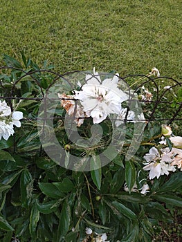 Beautiful white lilys