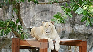 Beautiful white lioness sits under the branches of a green tree in the zoo of khao kheo Thailand