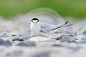 Beautiful white Little tern bird on the rocks