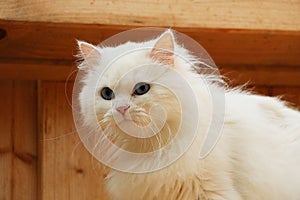 Beautiful white long haired cat portrait with blue eyes