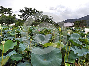 beautiful  white lotus  farm in kam tin yuen long