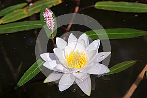 Beautiful white lotus flower