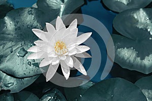 Beautiful of white lotus flower against on bule water and green