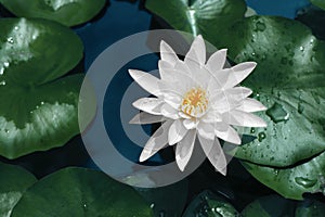 Beautiful of white lotus flower against on bule water and green