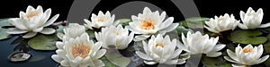 Beautiful white lotus flower on black background,water lily