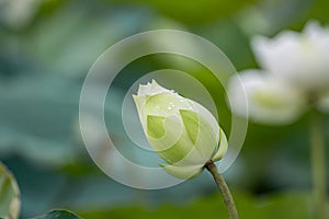 Beautiful white lotus flower blossom at pond