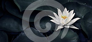 Beautiful white lotus flower closeup. Exotic water lily flower on dark green leaves. Fine art minimal concept nature background