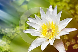 Beautiful white lotus flower with green leaf in pond is complimented by the rich colors of the water surface.