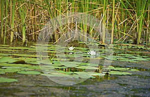 Beautiful white lotus flower and lily round leaves on the water after rain in river