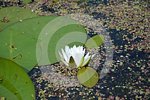 Beautiful white lotus flower and lily round leaves on the water after rain in river