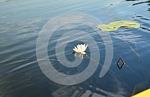 Beautiful white lotus flower and lily round leaves on the water after rain in river