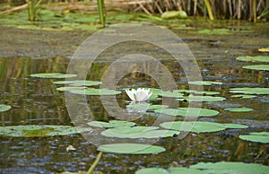 Beautiful white lotus flower and lily round leaves on the water after rain in river