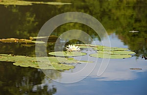 Beautiful white lotus flower and lily round leaves on the water after rain in river