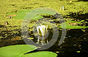 Beautiful white lotus flower and lily round leaves on the water after rain in river