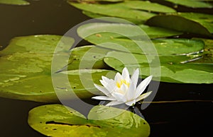 Beautiful white lotus flower and lily round leaves on the water after rain in river