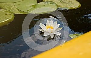 Beautiful white lotus flower and lily round leaves on the water after rain in river