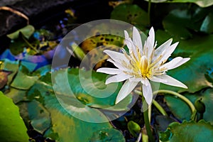 Beautiful white lotus flower in pond