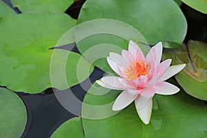 Beautiful white Lotus flower in pond, Close-up Water lily and leaf in nature