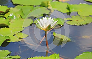 Beautiful white Lotus flower in pond, Close-up Water lily and leaf in nature
