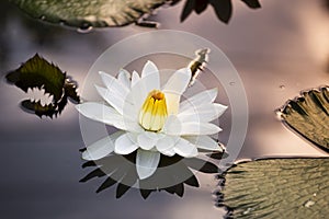 Beautiful white lotus flower on smooth water surface with morning outdoor day light