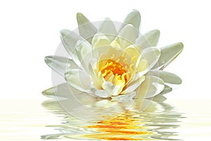 Beautiful white lotus flower in water