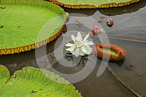 Beautiful white lotus flower with water droplets on the petals blooming in the pond and green lotus leaves around