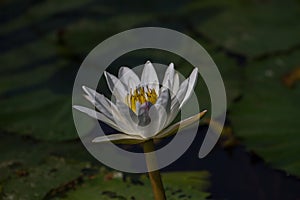 Beautiful white lotus flower or water lily