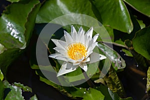 Beautiful white lotus flower or water lily blooming in pond