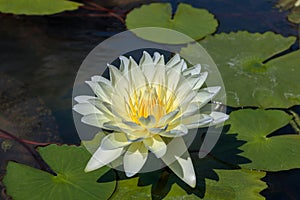 The Beautiful White Lotus Flower or Water Lily in the Pond