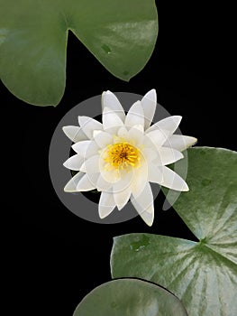 The beautiful white lotus flower or water lily in the pond