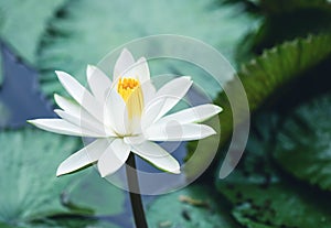 The beautiful white lotus flower or water lily reflection with t